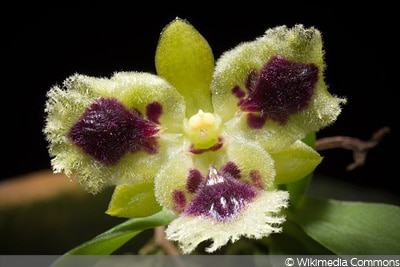 Haraella odorata, Pflanzen für den Flaschengarten