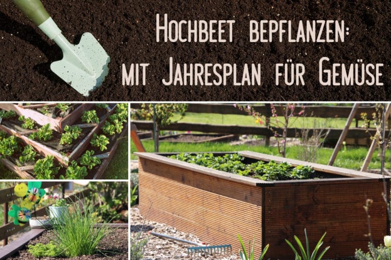 Hochbeet bepflanzen: Jahresplan für Gemüse im 1.-5. Jahr - Gartendialog.de