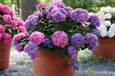 Hortensie im Kübel