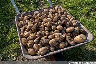 Kartoffeln Im Topf Und Sack Anbauen 3 Methoden Gartendialog De