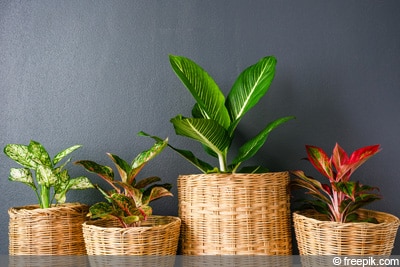 Aglaonema, Kolbenfaden, Zimmerpflanze