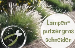 Lampenputzergras schneiden