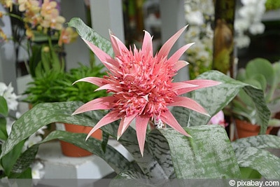 Lanzenrosette (Aechmea)