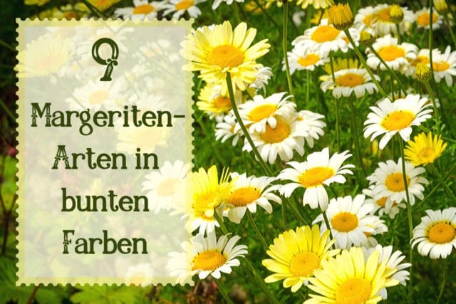 Margeriten-Arten