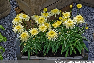 Goldrausch, Leucanthemum maximum