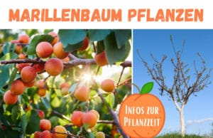 Marillenbaum Pflanzzeit