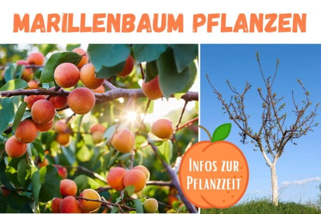 Marillenbaum Pflanzzeit