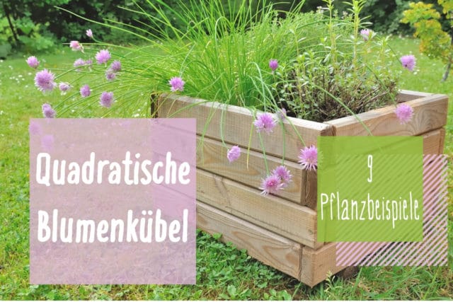 Quadratische Blumenkübel