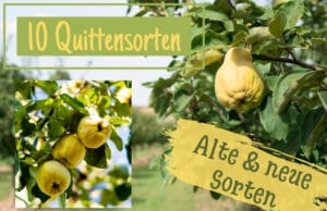 Quittensorten