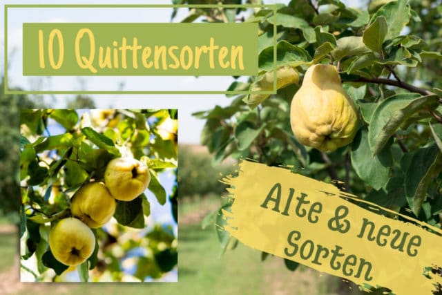 Quittensorten