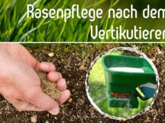 Quecken im Rasen entfernen - das Unkraut richtig bekämpfen ...