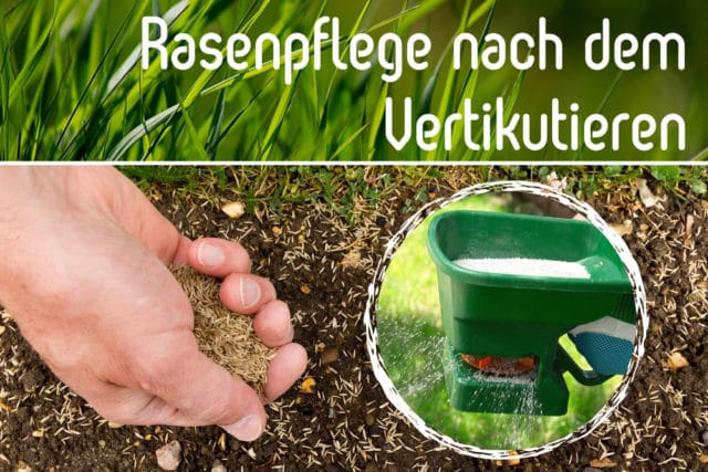 Rasenpflege nach Vertikutieren