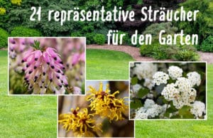 Repräsentative Sträucher für den Garten