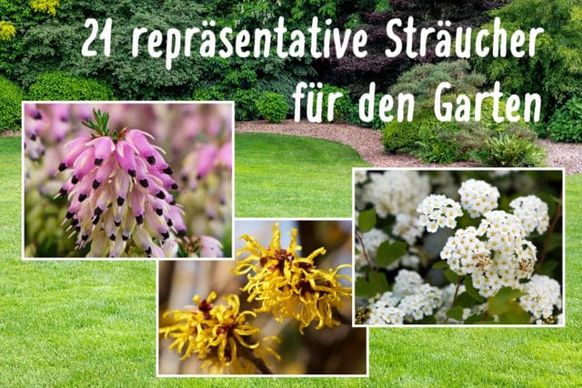 Repräsentative Sträucher für den Garten