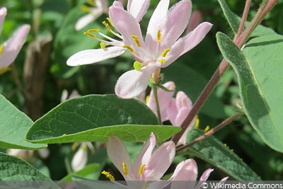 Rote Heckenkirsche - Lonicera xylosteum, Sträucher für Vögel