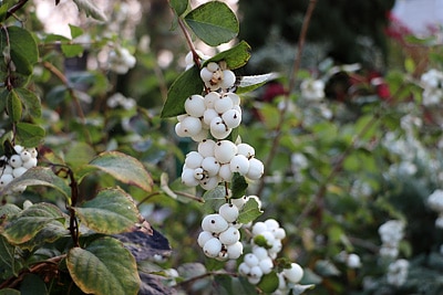 Schneebeere, Sträucher für Vögel