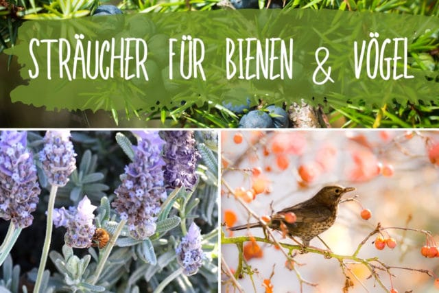 Sträucher für Bienen und Vögel