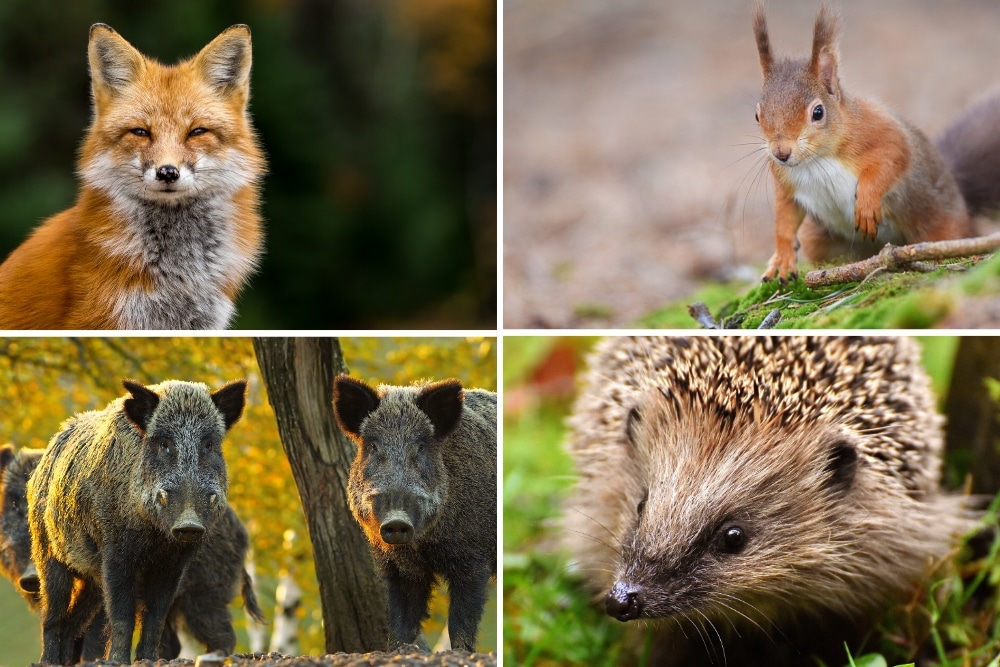 Tierkot Bestimmen Kot Im Garten Von 14 Tieren Erkennen Gartendialog De