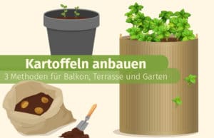 Kartoffeln anbauen