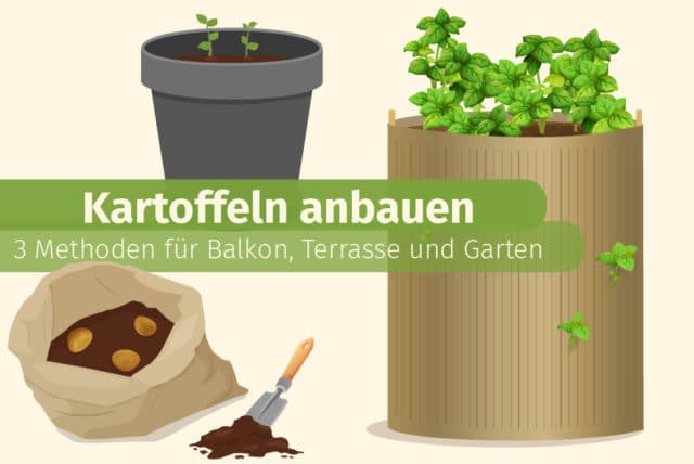 Kartoffeln anbauen