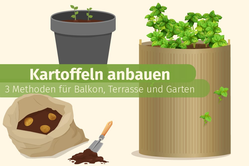 Kartoffeln Im Topf Und Sack Anbauen 3 Methoden Gartendialog De