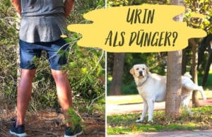 Urin als Dünger