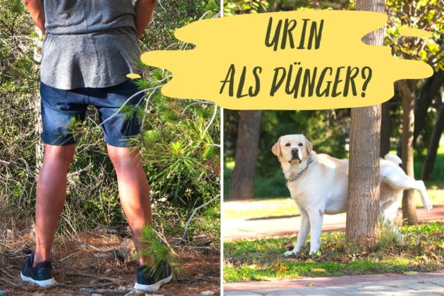 Urin als Dünger