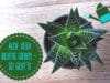 Aloe vera gießen