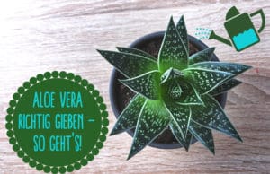 Aloe vera gießen