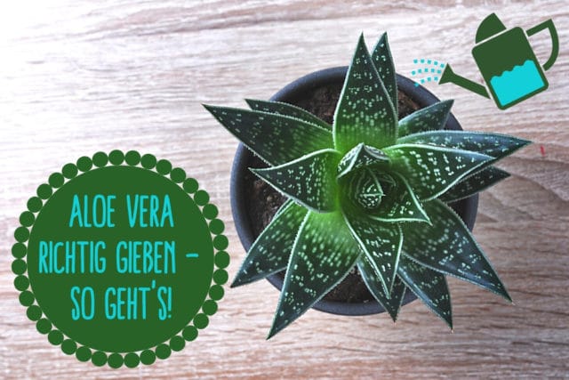 Aloe vera gießen