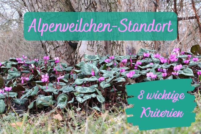 Alpenveilchen-Standort