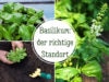 Basilikum-Standort
