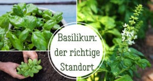 Basilikum-Standort