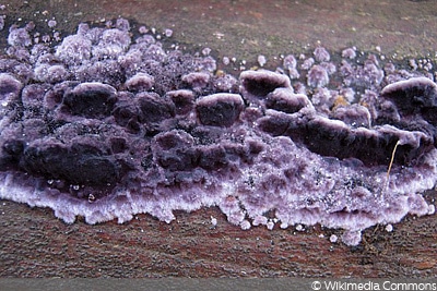 Bleiglanz Krankheit (Chondrostereum purpureum)