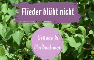 Flieder blüht nicht