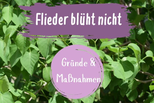 Flieder blüht nicht