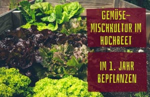 Gemüse-Mischkultur im Hochbeet: im 1. Jahr bepflanzen