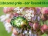 Rosenkäfer