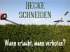 Hecke schneiden