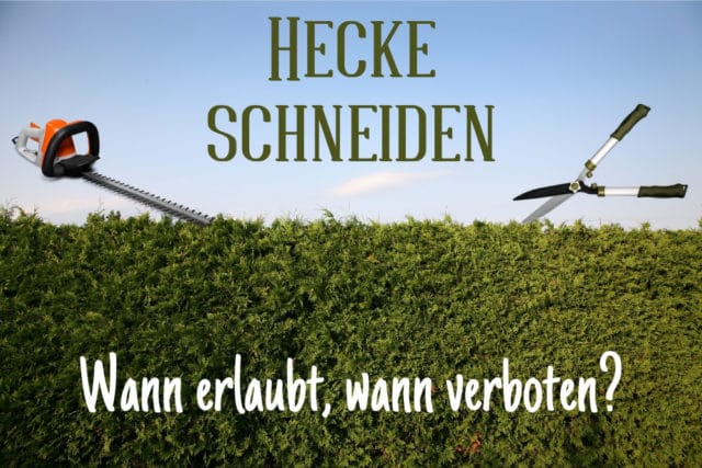 Hecke schneiden