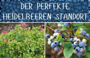 Heidelbeeren-Standort