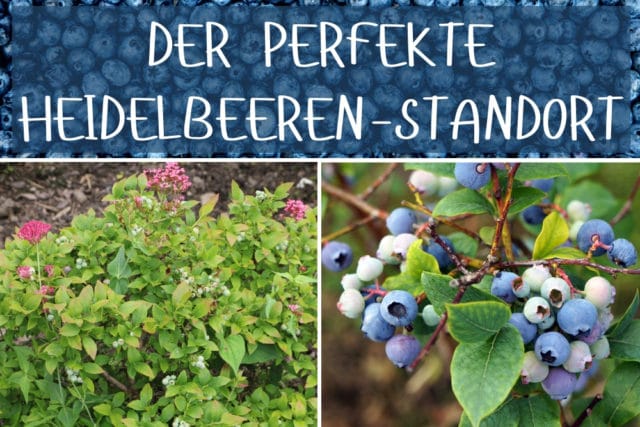 Heidelbeeren-Standort