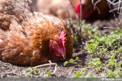 krankes Huhn, Hühner-Milben