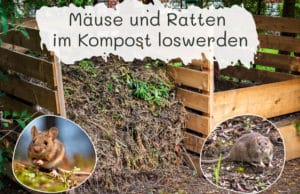 Mäuse & Ratten im Kompost