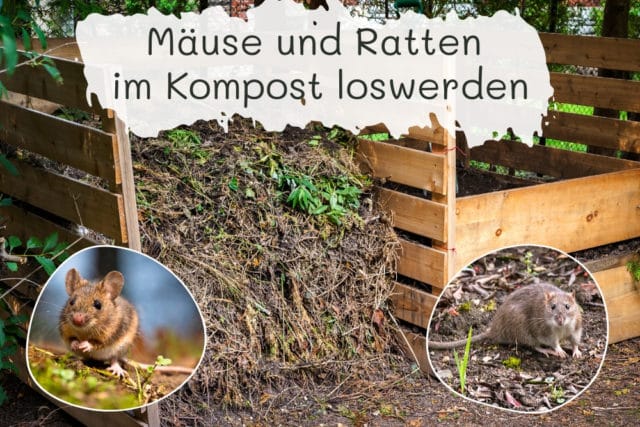 Mäuse & Ratten im Kompost