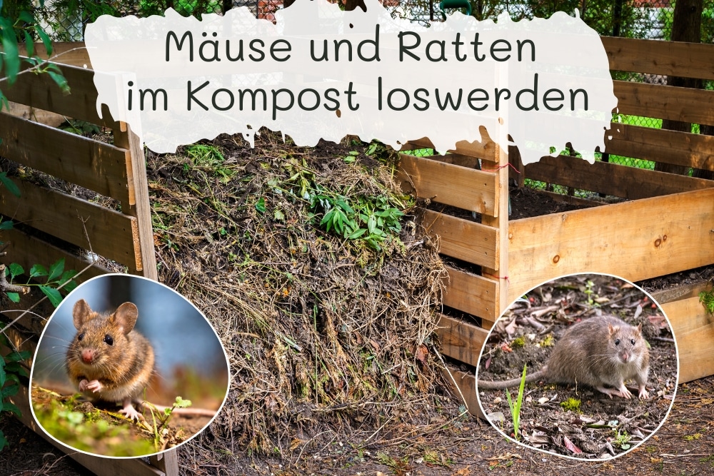 Mause Und Ratten Im Kompost Loswerden Gartendialog De