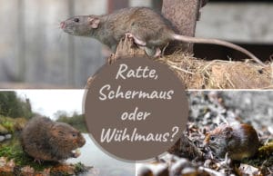 Wühlmaus, Ratte, Schermaus erkennen