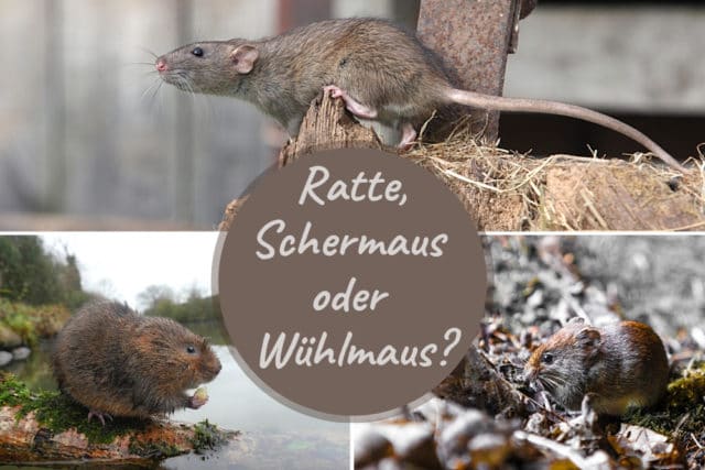 Wühlmaus, Ratte, Schermaus erkennen