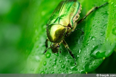 Rosenkäfer (Cetonia aurata)