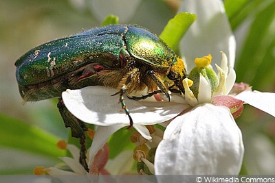 Cetonia aurata